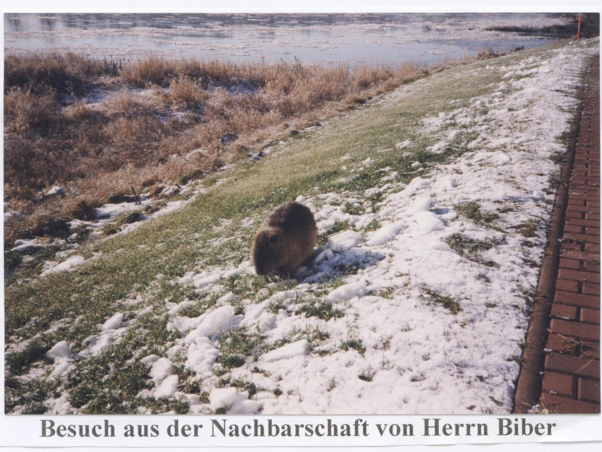 Elbterrassen Zu Brambach Hotel Dessau-Rosslau Buitenkant foto